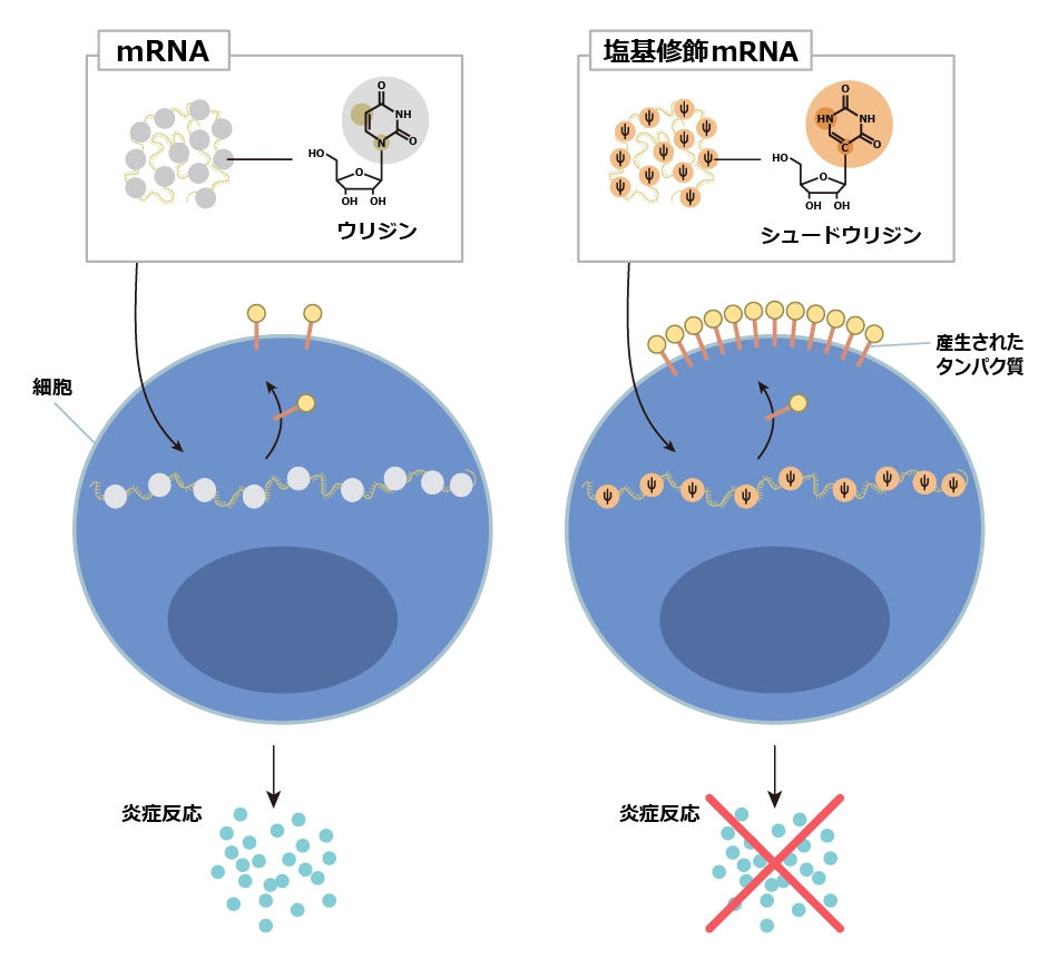 mRNAのデザインにより炎症を抑制する仕組み