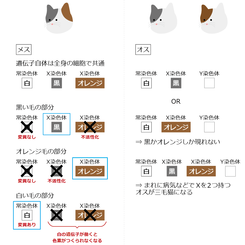 三毛猫の体毛の色が決まる遺伝子の仕組み