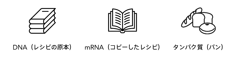 パン屋さんの作業に例えるセントラルドグマ